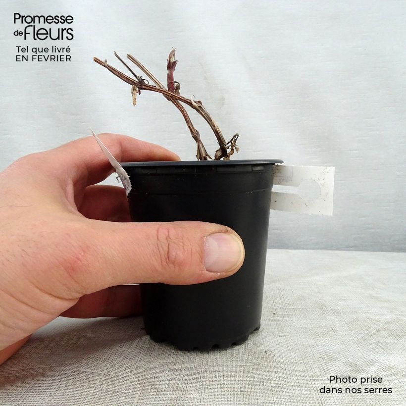 Exemplar von Waldrebe Rouge Cardinal - Clematis Kleine Töpfe von 8/9 cm wie im Winter geliefert