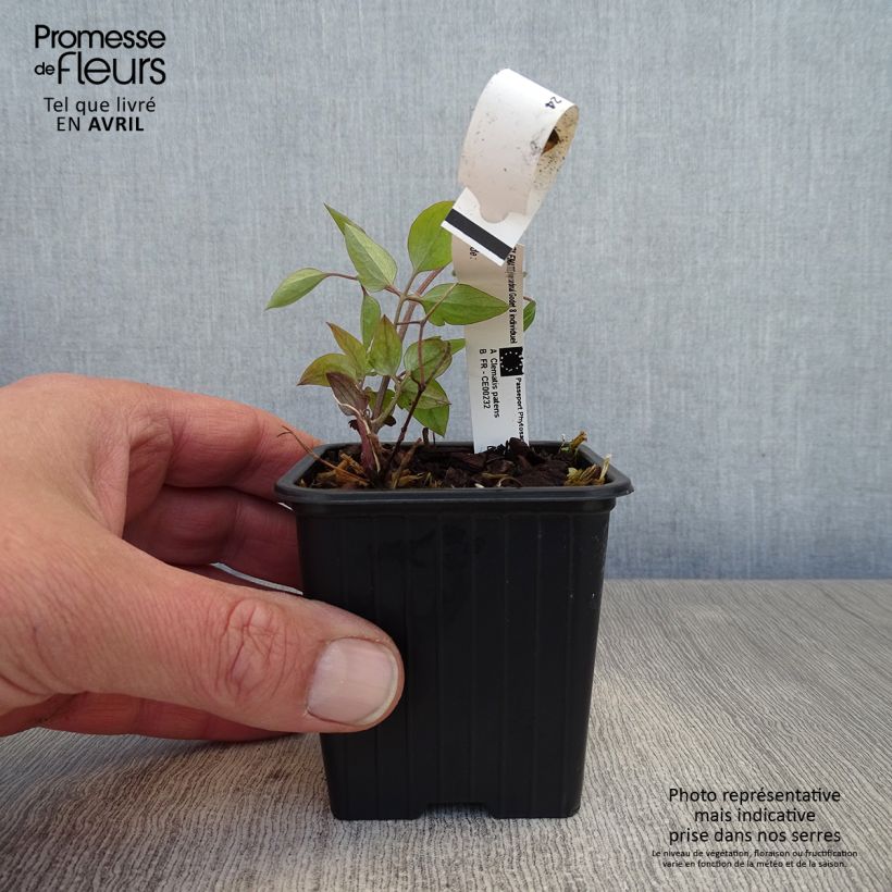 Exemplar von Waldrebe Rouge Cardinal - Clematis Kleine Töpfe von 8/9 cm wie im Frühjahr geliefert