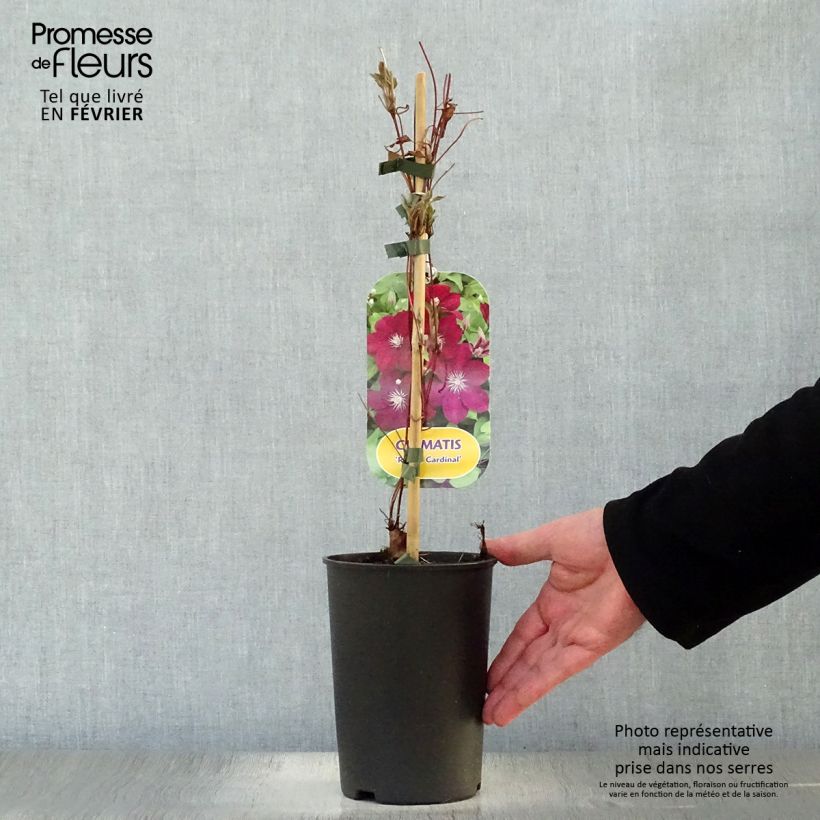 Exemplar von Waldrebe Rouge Cardinal - Clematis Topf mit 2L/3L wie im Winter geliefert