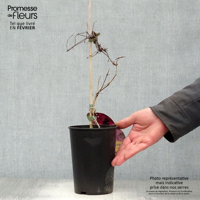 Exemplar von Waldrebe Ruutel - Clematis Topf mit 2L/3L wie im Winter geliefert