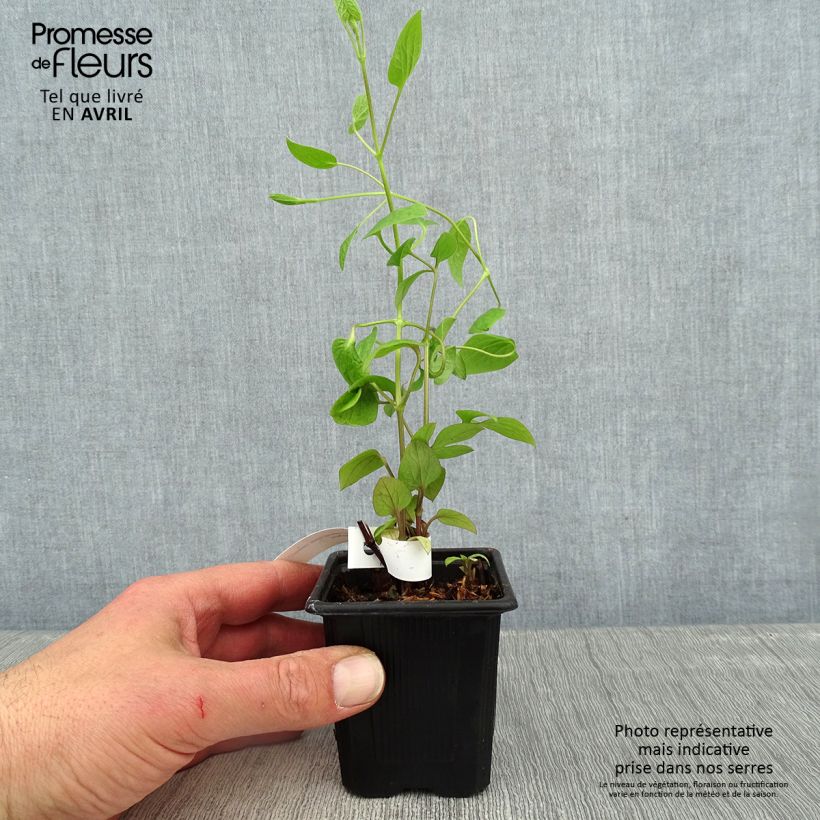 Exemplar von Waldrebe Saphyra Estrella - Clematis Kleine Töpfe von 8/9 cm wie im Frühjahr geliefert