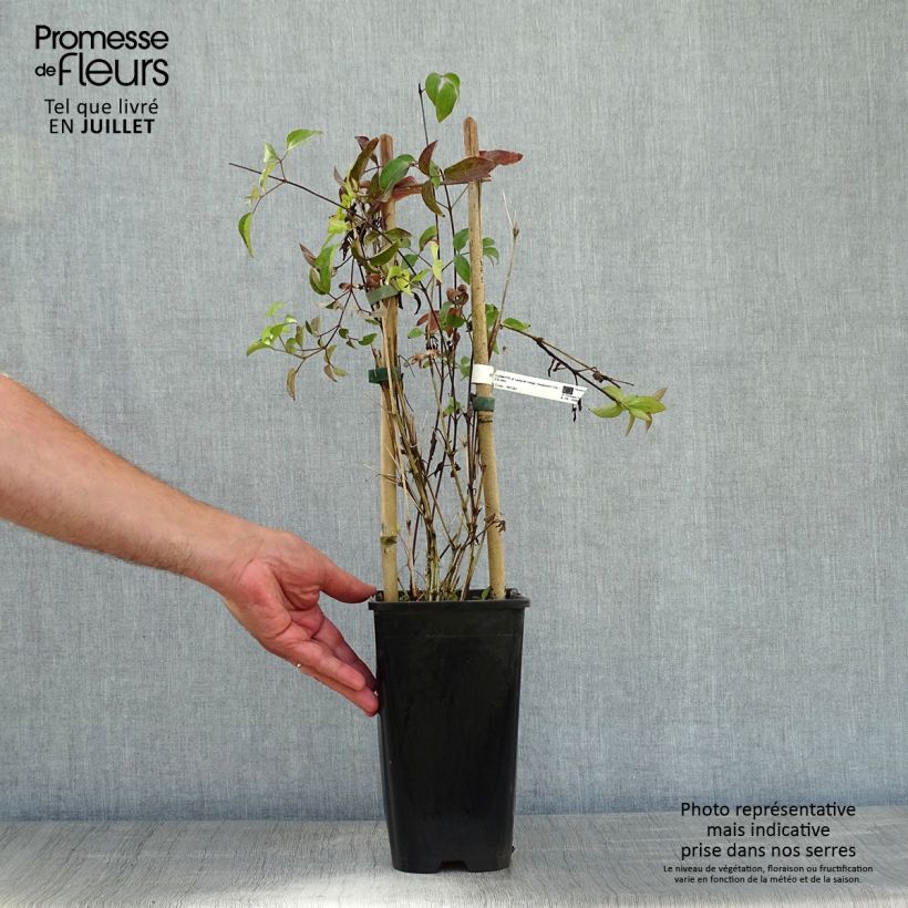 Exemplar von Waldrebe Saphyra - Clematis Topf mit 2L/3L wie im Sommer geliefert