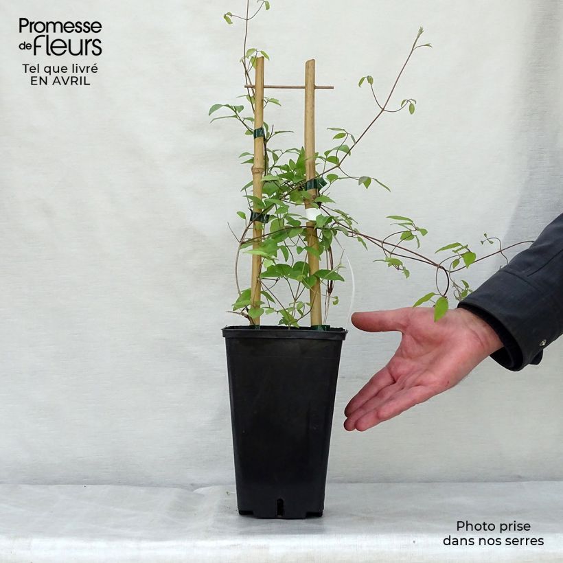 Exemplar von Waldrebe Sen no Kaze - Clematis Topf mit 2L/3L wie im Frühjahr geliefert