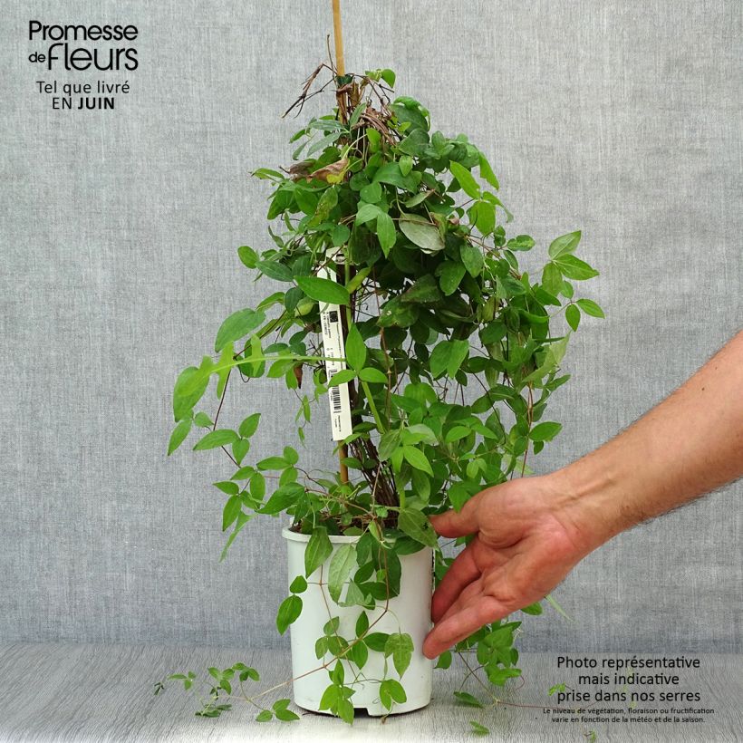 Exemplar von Waldrebe Sen no Kaze - Clematis Topf mit 2L/3L wie im Sommer geliefert