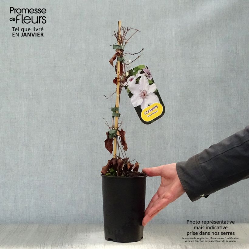 Exemplar von Waldrebe Snow Queen - Clematis Topf mit 2L/3L wie im Winter geliefert