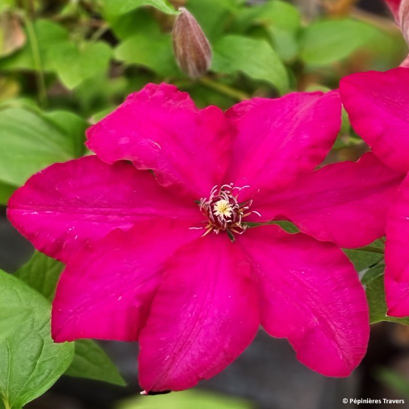 Waldrebe Solidarnosc - Clematis (Blüte)
