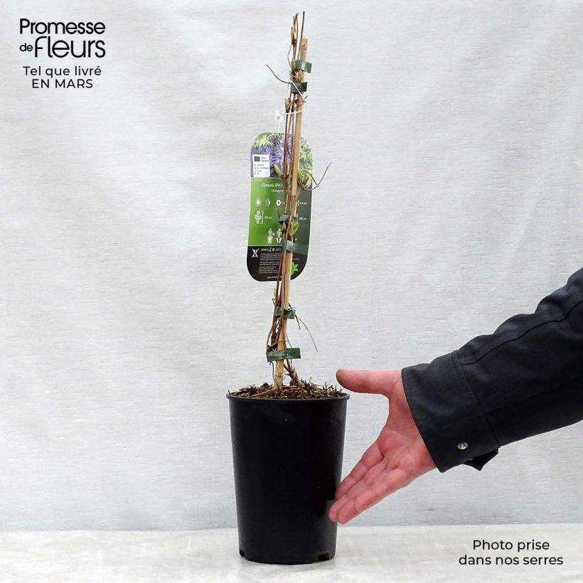 Exemplar von Waldrebe Spiky - Clematis Topf mit 2L/3L wie im Frühjahr geliefert