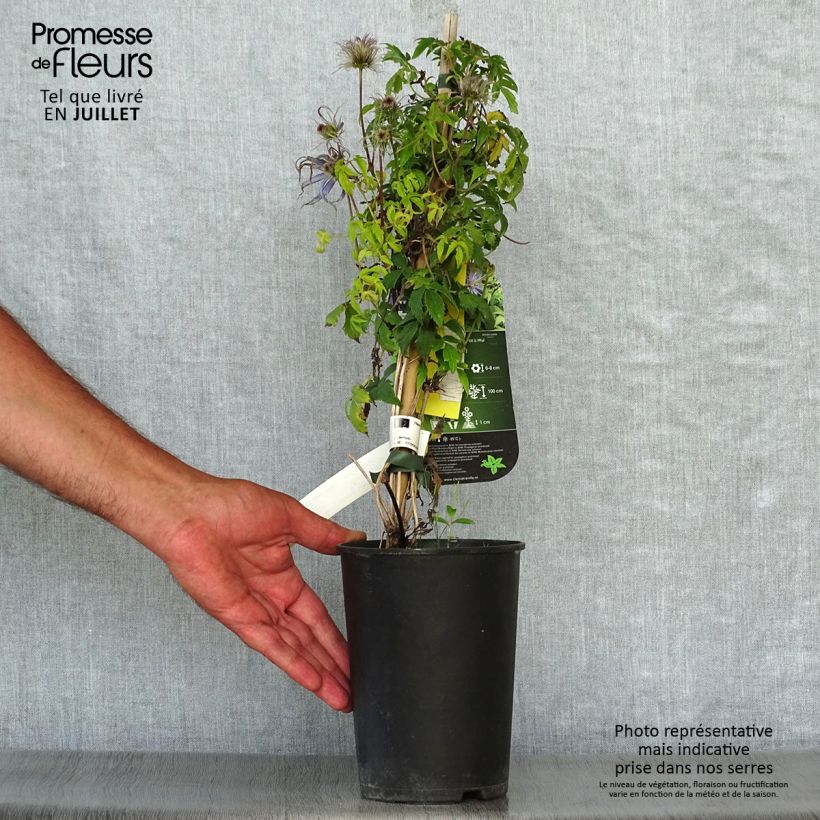 Exemplar von Waldrebe Spiky - Clematis Topf mit 2L/3L wie im Sommer geliefert