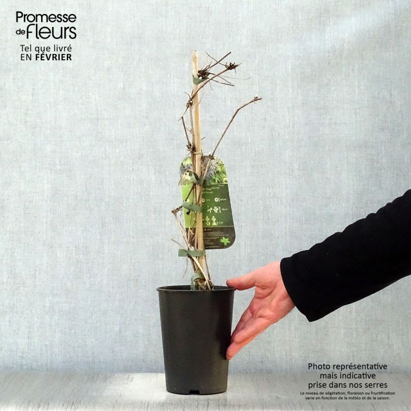 Exemplar von Waldrebe Spiky - Clematis Topf mit 2L/3L wie im Winter geliefert