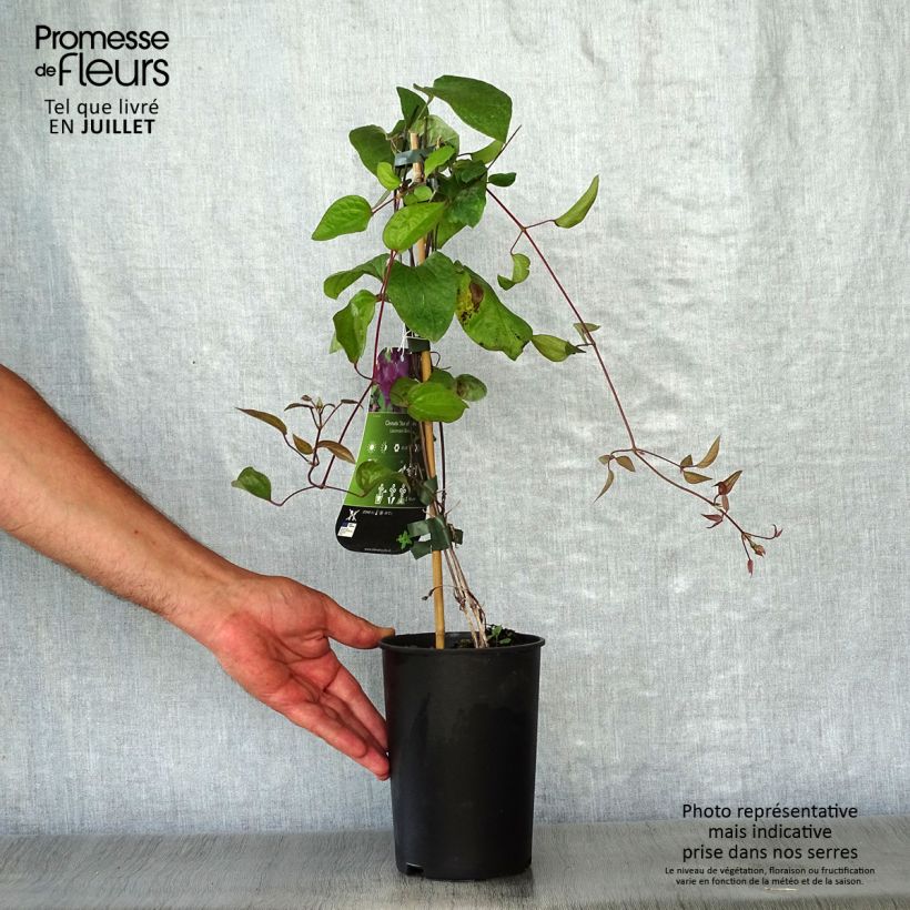 Exemplar von Waldrebe Star of India - Clematis Topf mit 2L/3L wie im Sommer geliefert