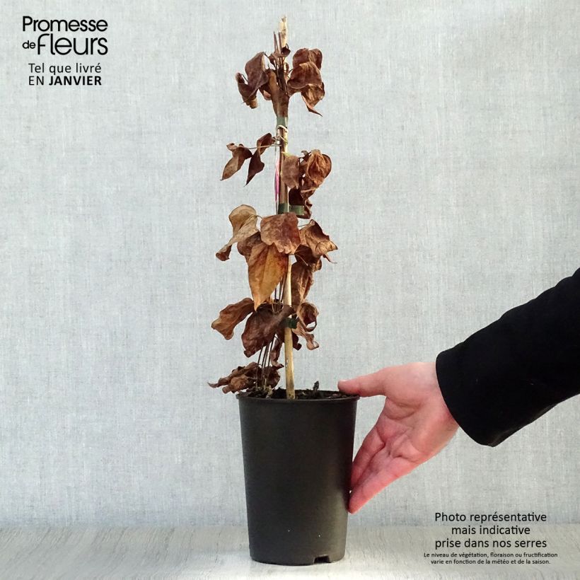 Exemplar von Waldrebe Star of Pakistan - Clematis Topf mit 2L/3L wie im Winter geliefert