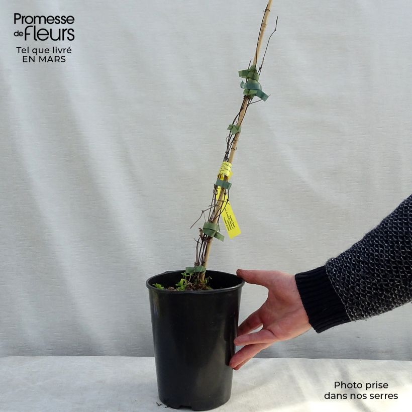 Exemplar von Waldrebe Sunset - Clematis Topf mit 2L/3L wie im Winter geliefert