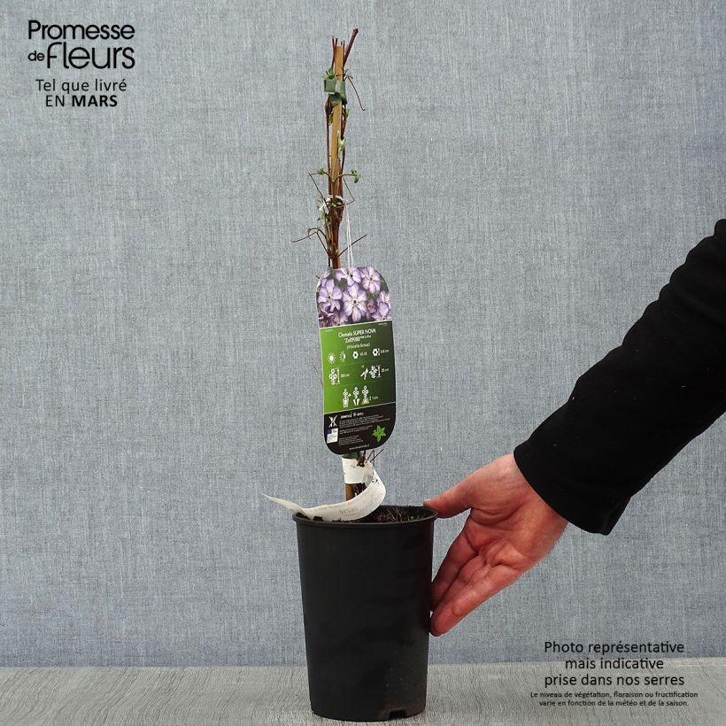 Exemplar von Clematis viticella Super Nova - Waldrebe Topf mit 2L/3L wie im Winter geliefert