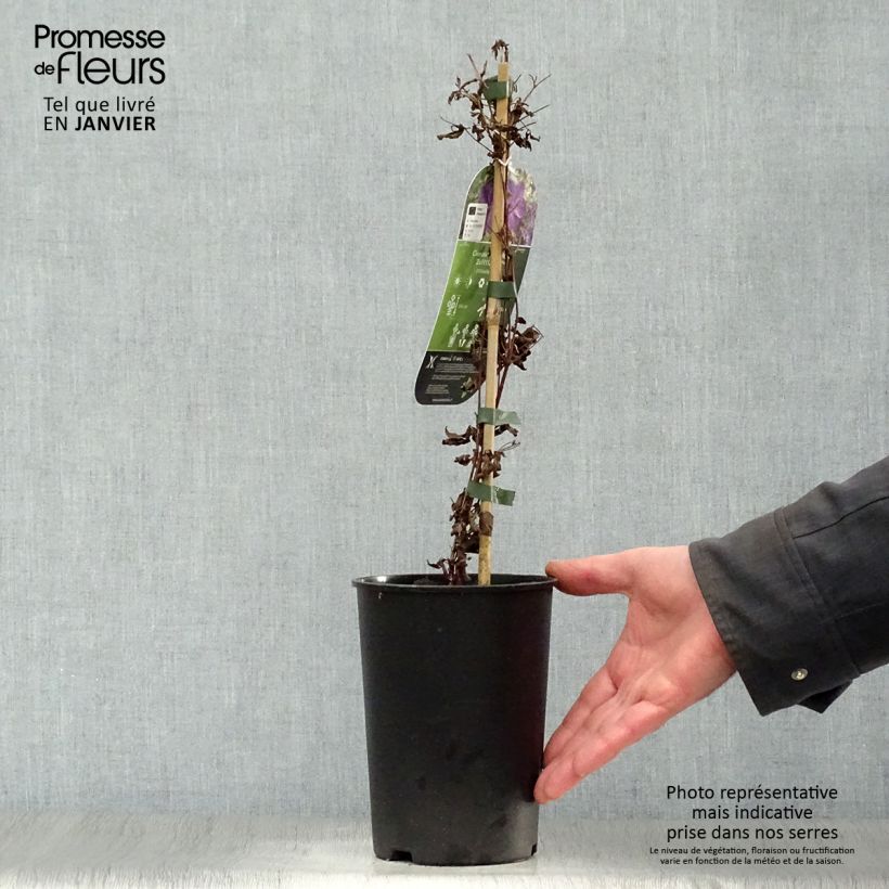 Exemplar von Waldrebe Supernight - Clematis Topf mit 2L/3L wie im Winter geliefert