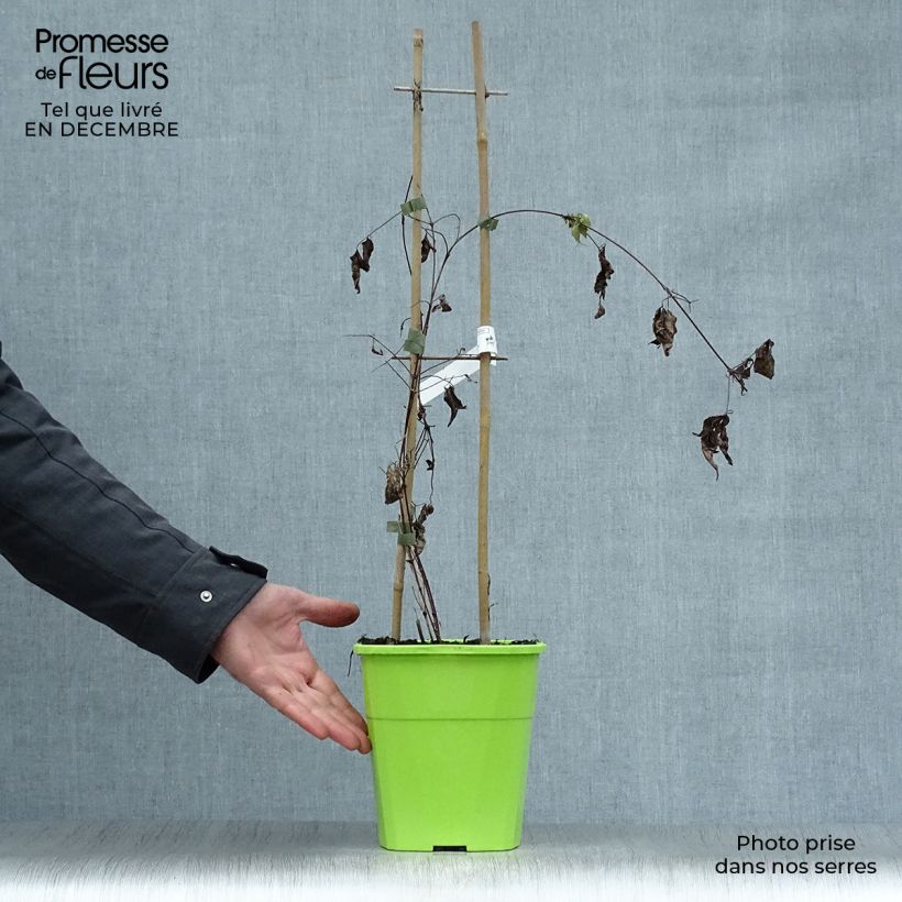 Exemplar von Waldrebe Taiga - Clematis Topf mit 3L/4L wie im Winter geliefert