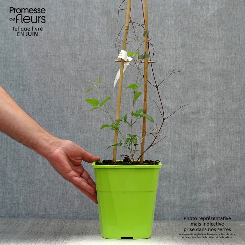 Exemplar von Waldrebe Taiga - Clematis Topf mit 3L/4L wie im Sommer geliefert