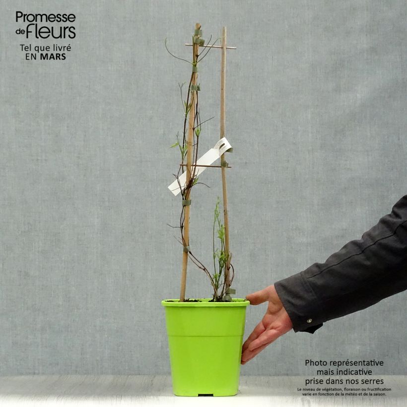 Exemplar von Waldrebe Taiga - Clematis Topf mit 3L/4L wie im Frühjahr geliefert