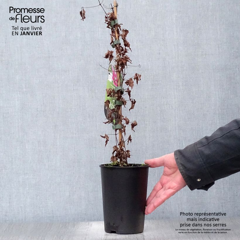 Exemplar von Waldrebe Temptation - Clematis Topf mit 2L/3L wie im Winter geliefert