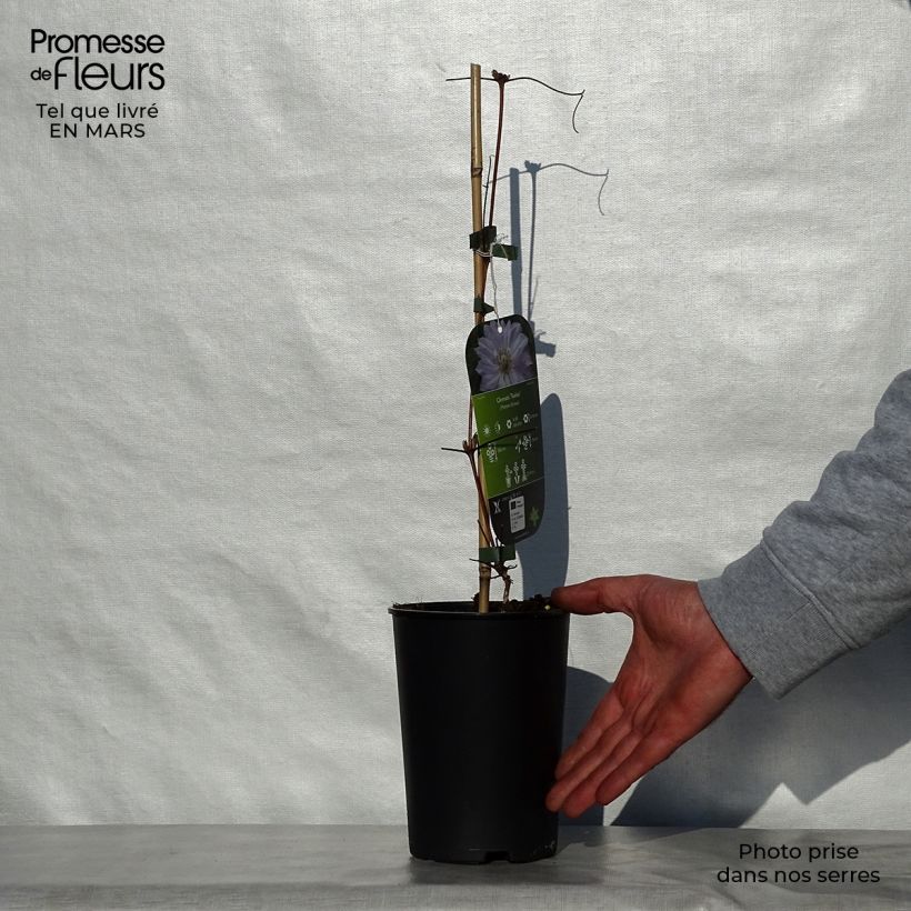 Exemplar von Waldrebe Teshio - Clematis Topf mit 2L/3L wie im Frühjahr geliefert