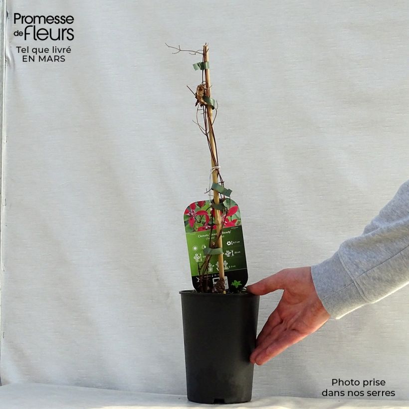 Exemplar von Clematis texensis Gravetye Beauty - Texas-Waldrebe Topf mit 2L/3L wie im Frühjahr geliefert