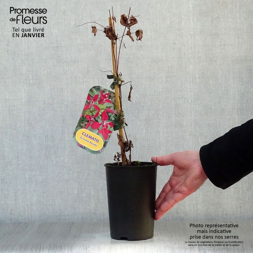 Exemplar von Clematis texensis Gravetye Beauty - Texas-Waldrebe Topf mit 2L/3L wie im Winter geliefert