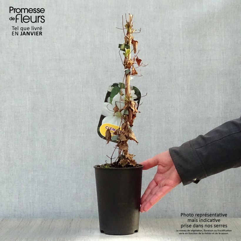 Exemplar von Waldrebe The Bride - Clematis Topf mit 2L/3L wie im Winter geliefert