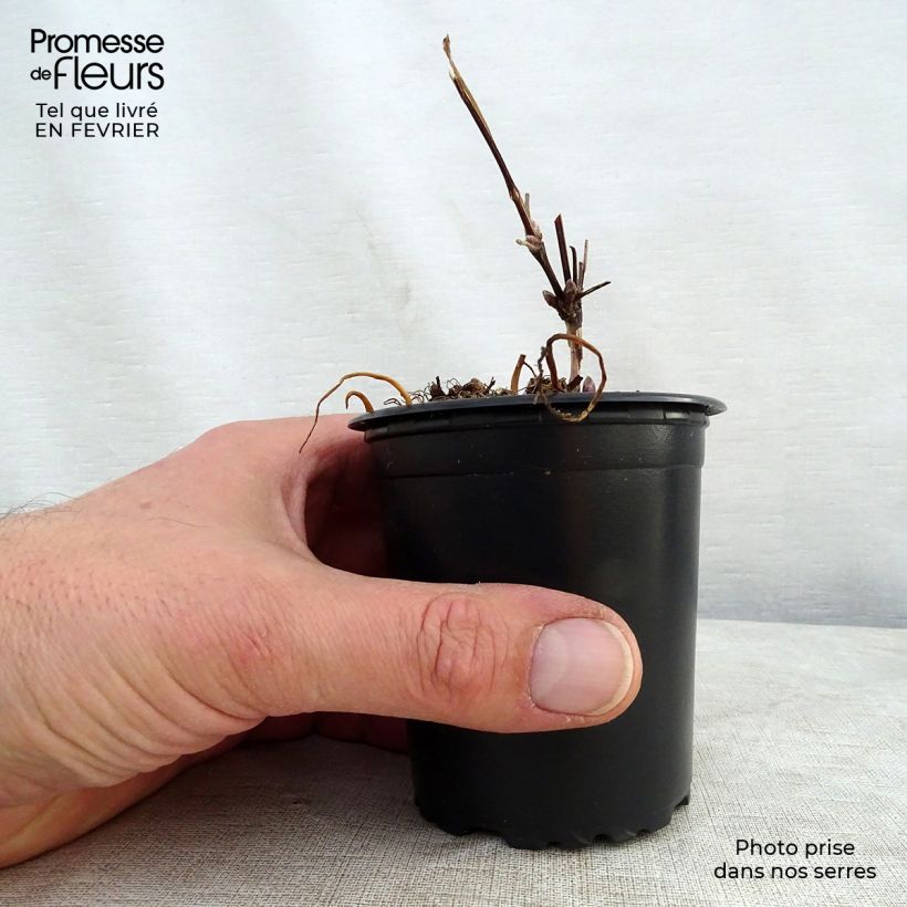 Exemplar von Waldrebe The President - Clematis Kleine Töpfe von 8/9 cm wie im Winter geliefert