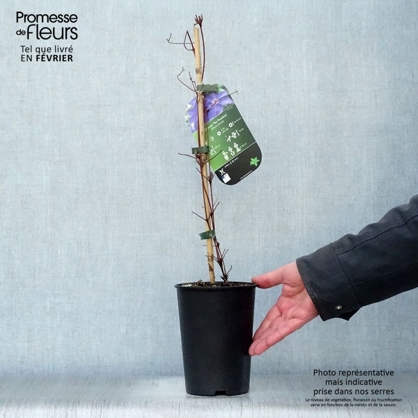 Exemplar von Waldrebe The President - Clematis Topf mit 2L/3L wie im Winter geliefert