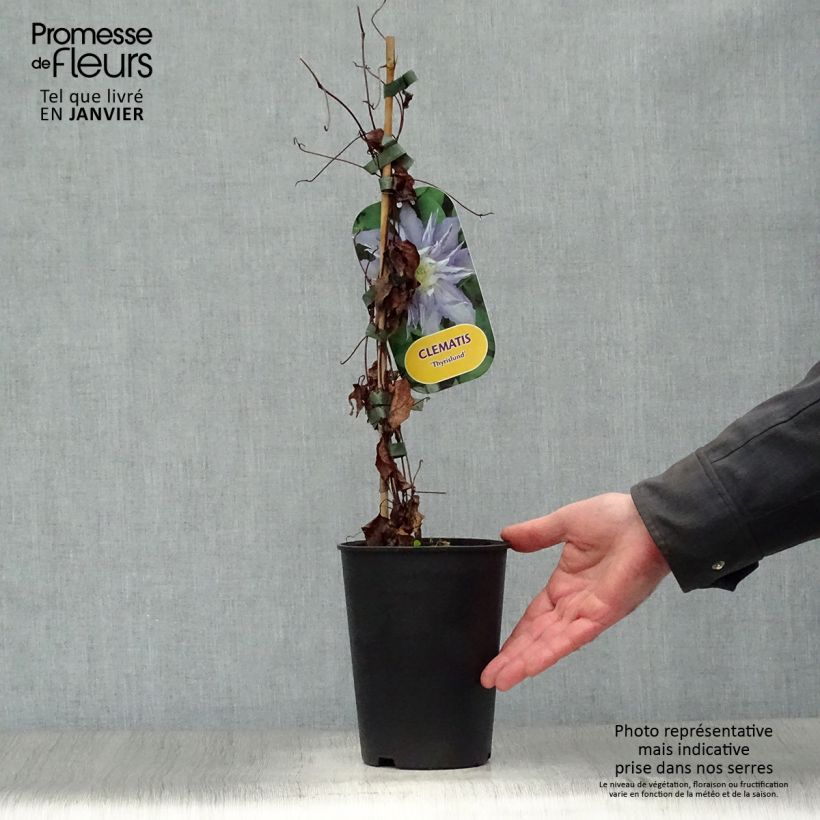 Exemplar von Waldrebe Thyrislund - Clematis Topf mit 1,5L/2L wie im Winter geliefert