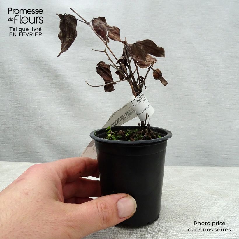 Exemplar von Waldrebe Ville de Lyon - Clematis Kleine Töpfe von 8/9 cm wie im Winter geliefert