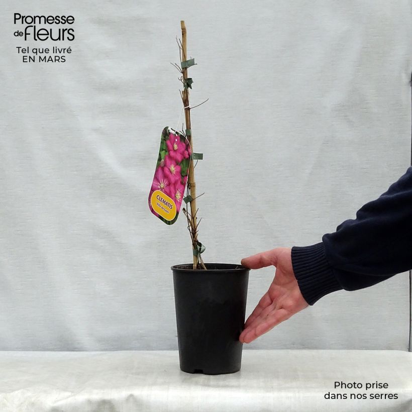 Exemplar von Waldrebe Ville de Lyon - Clematis Topf mit 1,5L/2L wie im Frühjahr geliefert