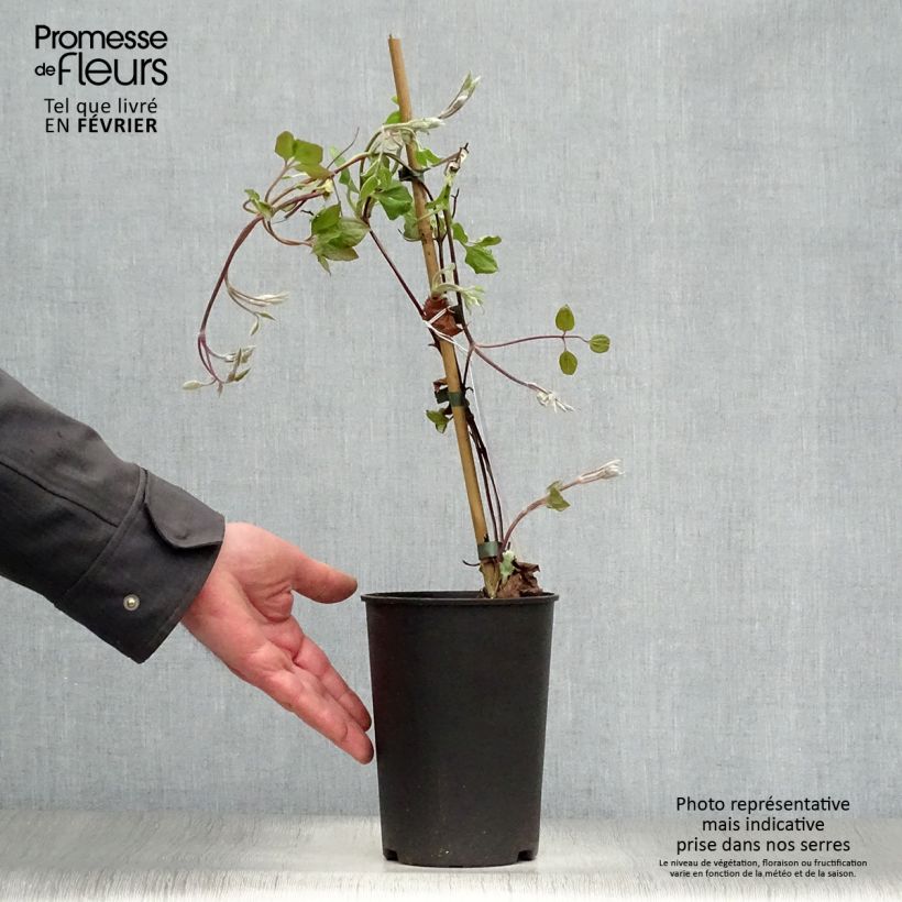 Exemplar von Waldrebe Vyvyan Pennell - Clematis Topf mit 2L/3L wie im Winter geliefert