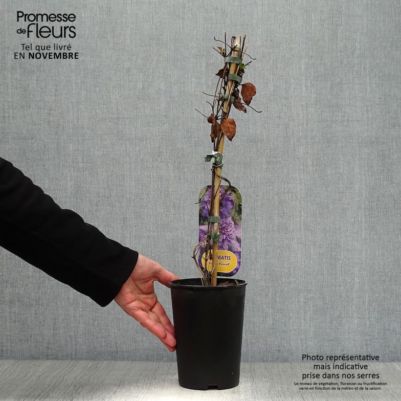 Exemplar von Waldrebe Vyvyan Pennell - Clematis Topf mit 2L/3L wie im Herbst geliefert