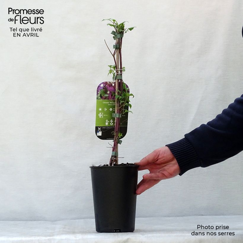 Exemplar von Waldrebe Warszawska Nike - Clematis Topf mit 2L/3L wie im Frühjahr geliefert