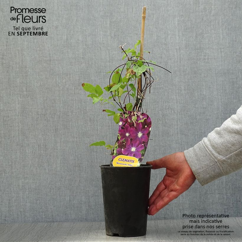 Exemplar von Waldrebe Warszawska Nike - Clematis Topf mit 2L/3L wie im Herbst geliefert