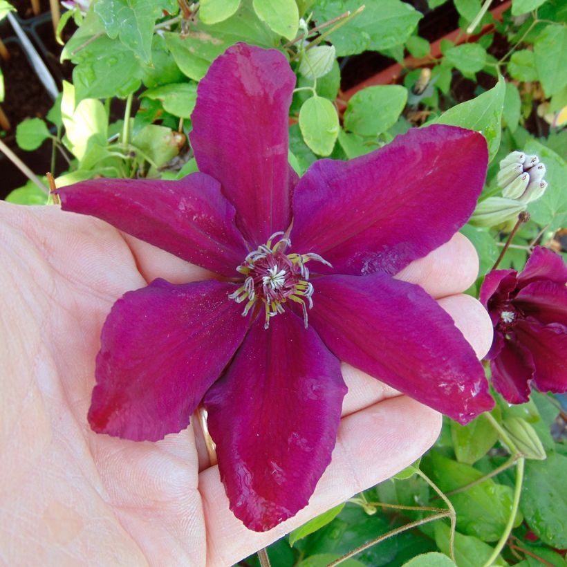 Waldrebe Westerplatte - Clematis (Blüte)