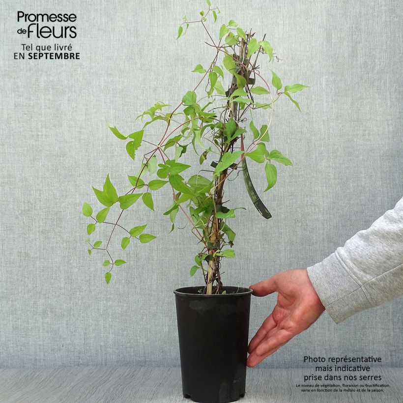 Exemplar von Waldrebe Westerplatte - Clematis Topf mit 2L/3L wie im Herbst geliefert