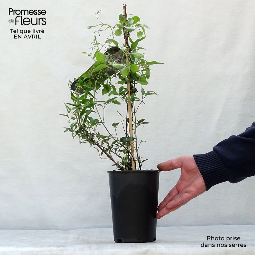 Exemplar von Waldrebe White Pearl - Clematis Topf mit 2L/3L wie im Frühjahr geliefert