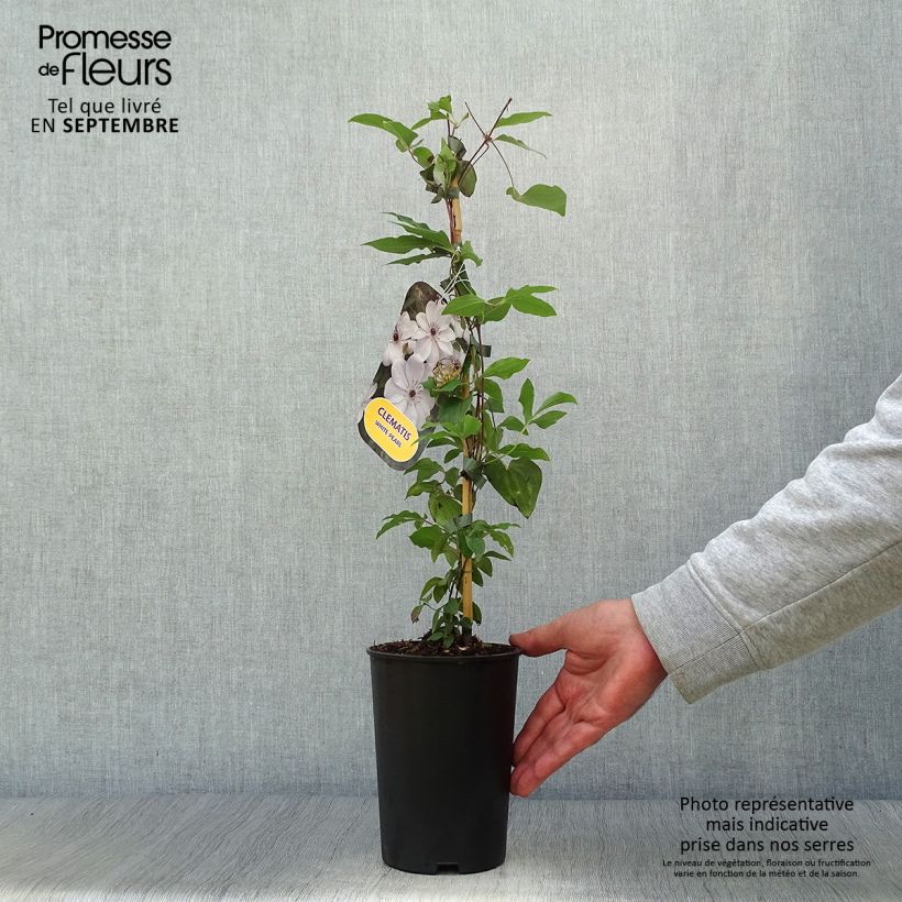 Exemplar von Waldrebe White Pearl - Clematis Topf mit 2L/3L wie im Herbst geliefert
