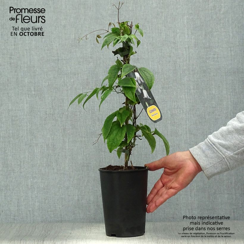 Exemplar von Clematis urophylla Winter Beauty - Waldrebe Topf mit 2L/3L wie im Herbst geliefert