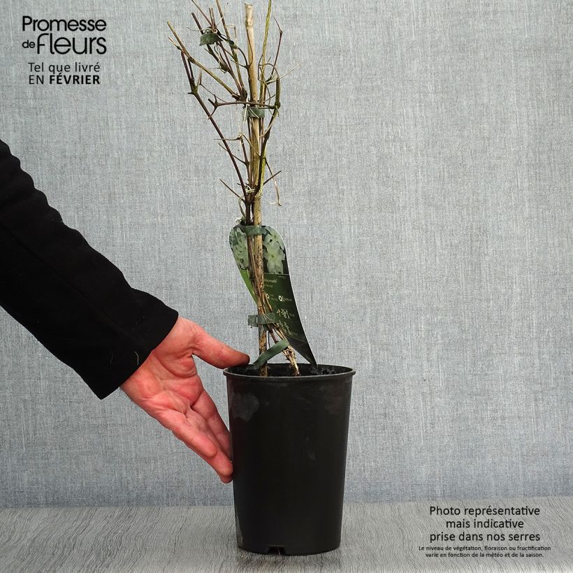 Exemplar von Waldrebe Yukikomachi - Clematis Topf mit 2L/3L wie im Winter geliefert