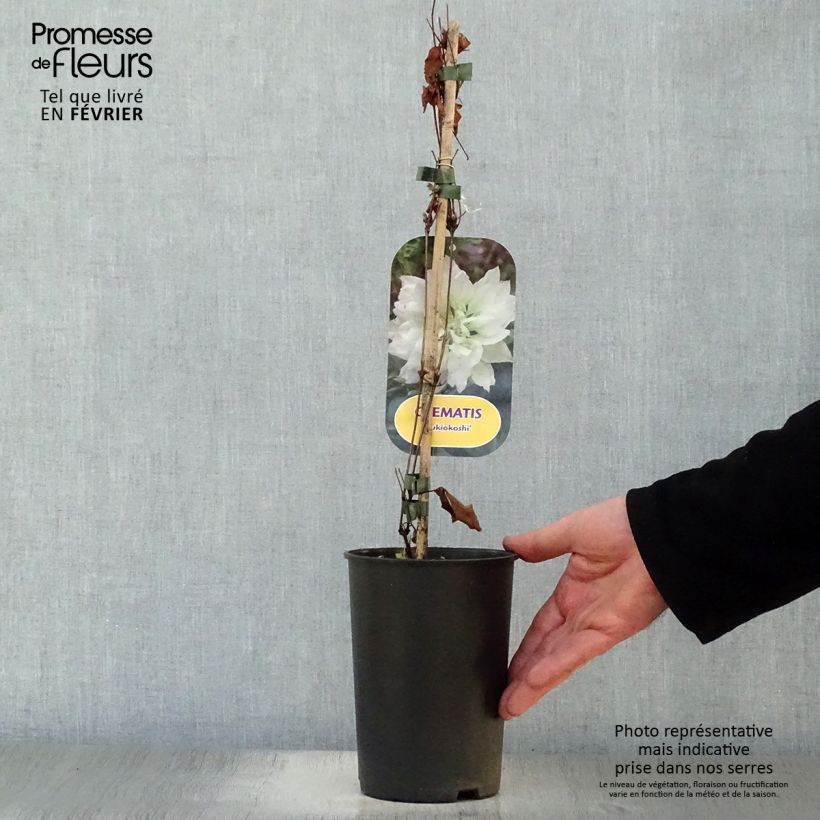 Exemplar von Waldrebe Yukiokoshi - Clematis Topf mit 2L/3L wie im Winter geliefert