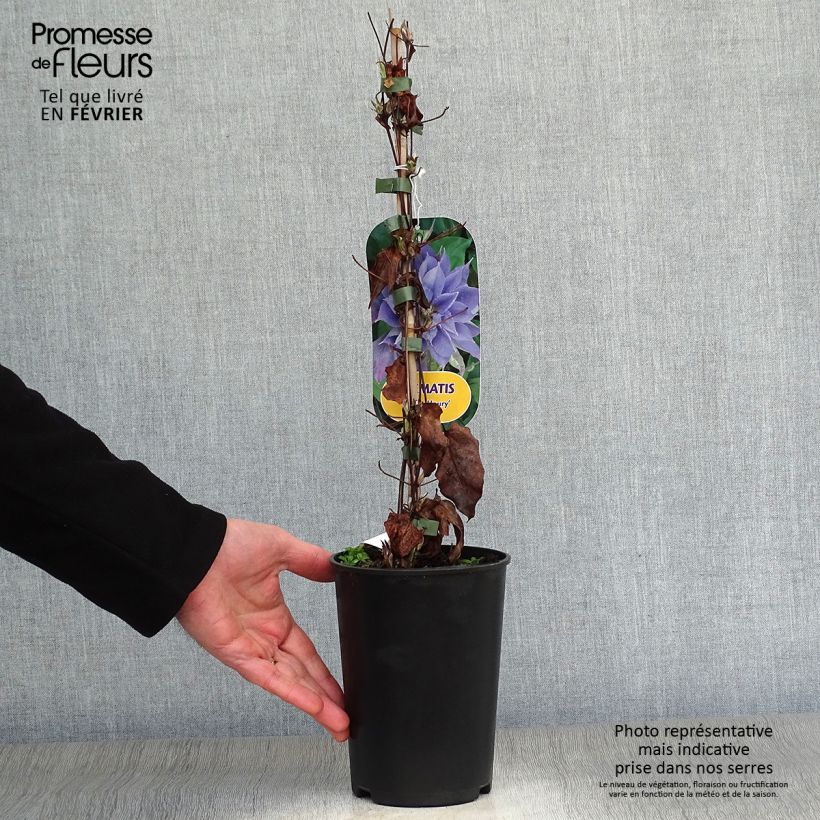 Exemplar von Waldrebe Yvette Houry - Clematis Topf mit 1,5L/2L wie im Winter geliefert