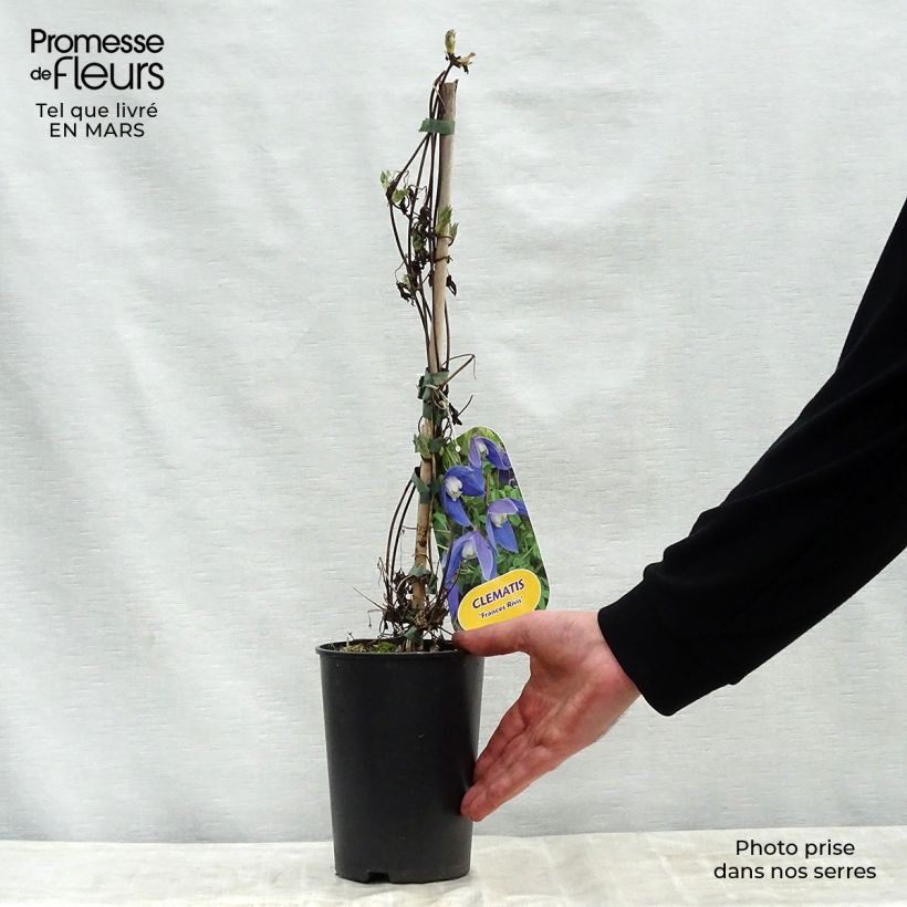 Exemplar von Waldrebe Francis Rivis - Clematis Topf mit 2L/3L wie im Frühjahr geliefert