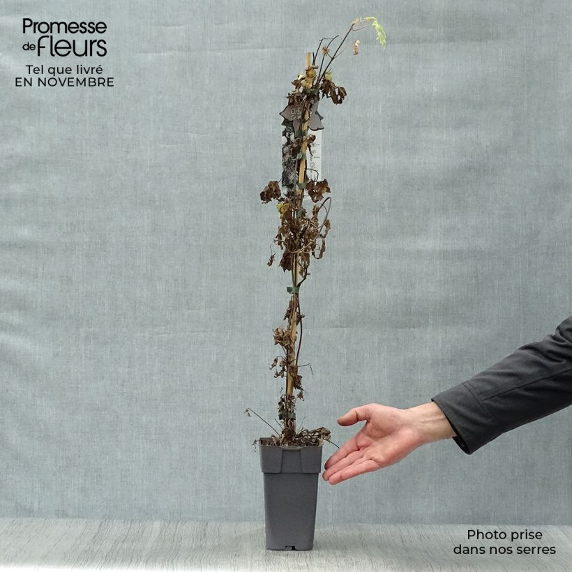 Exemplar von Waldrebe Ocean Pearl - Clematis Topf mit 2L/3L wie im Herbst geliefert