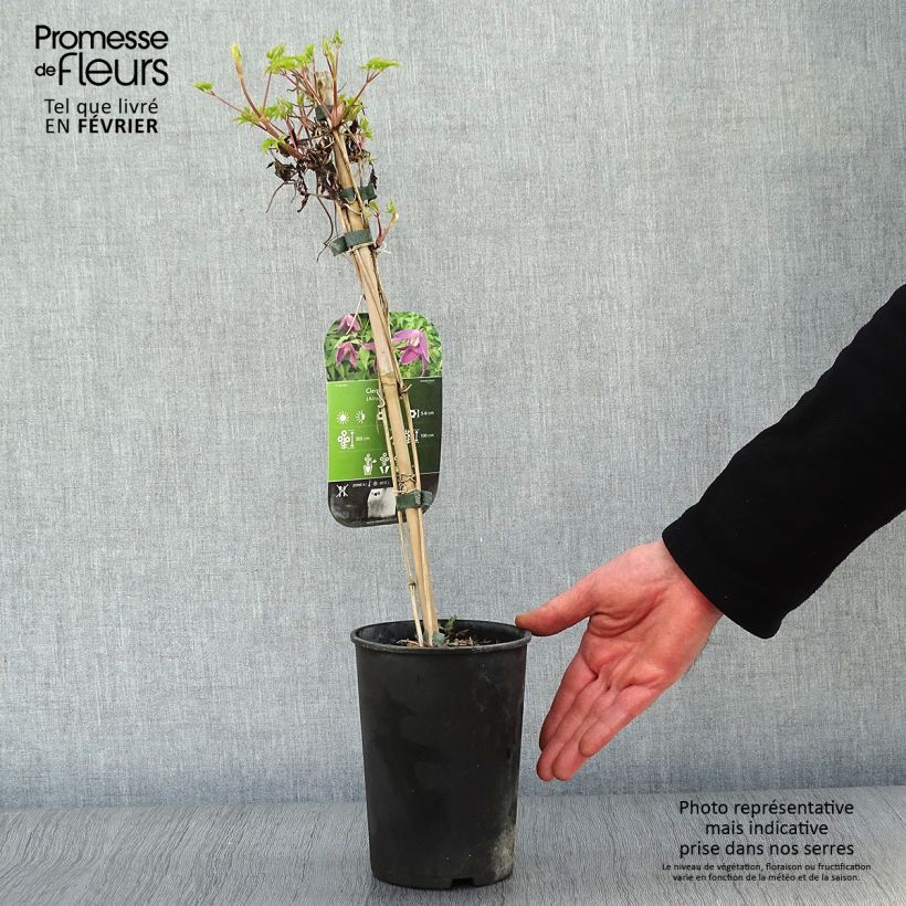 Exemplar von Clematis alpina Ruby - Alpen-Waldrebe Topf mit 2L/3L wie im Winter geliefert