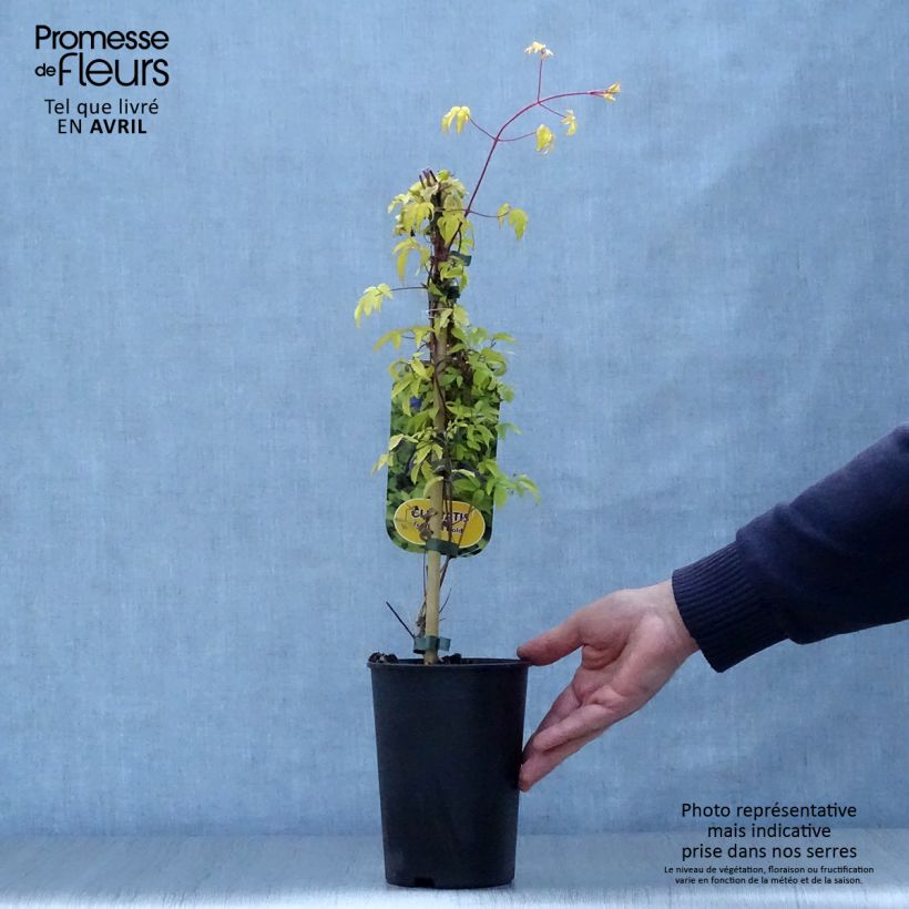 Exemplar von Waldrebe Stolwijk Gold - Clematis Topf mit 2L/3L wie im Frühjahr geliefert