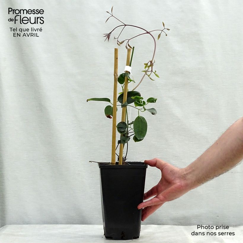 Exemplar von Clematis armandii Apple Blossom - Immergrüne Waldrebe Topf mit 2L/3L wie im Frühjahr geliefert