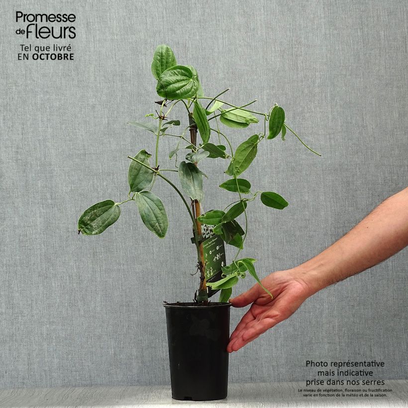 Exemplar von Clematis armandii Apple Blossom - Immergrüne Waldrebe Topf mit 2L/3L wie im Herbst geliefert