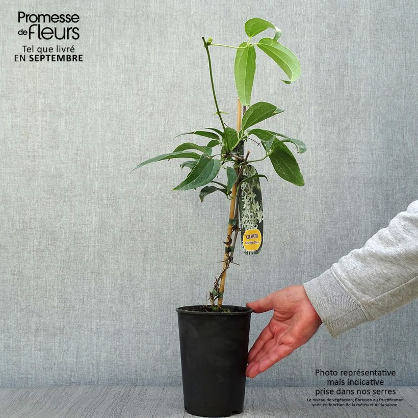 Exemplar von Clematis armandii Little White Charm - Immergrüne Waldrebe Topf mit 2L/3L wie im Herbst geliefert